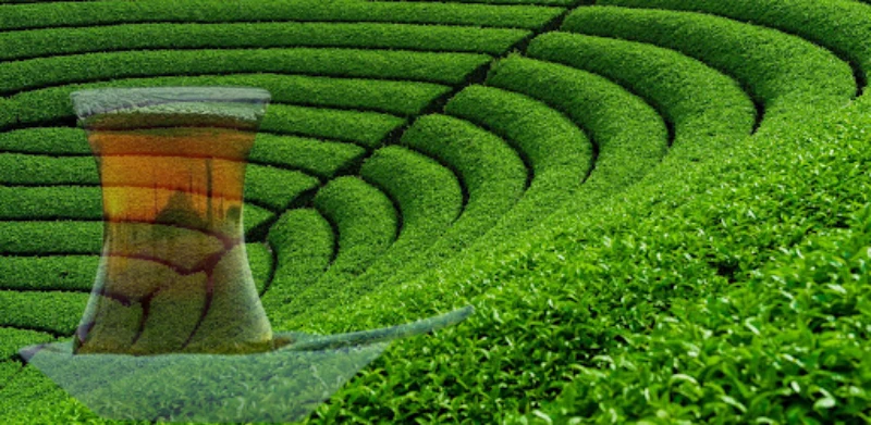 Çay Rize'ye 2023’te 10,2 Milyon Dolar Kazandırdı