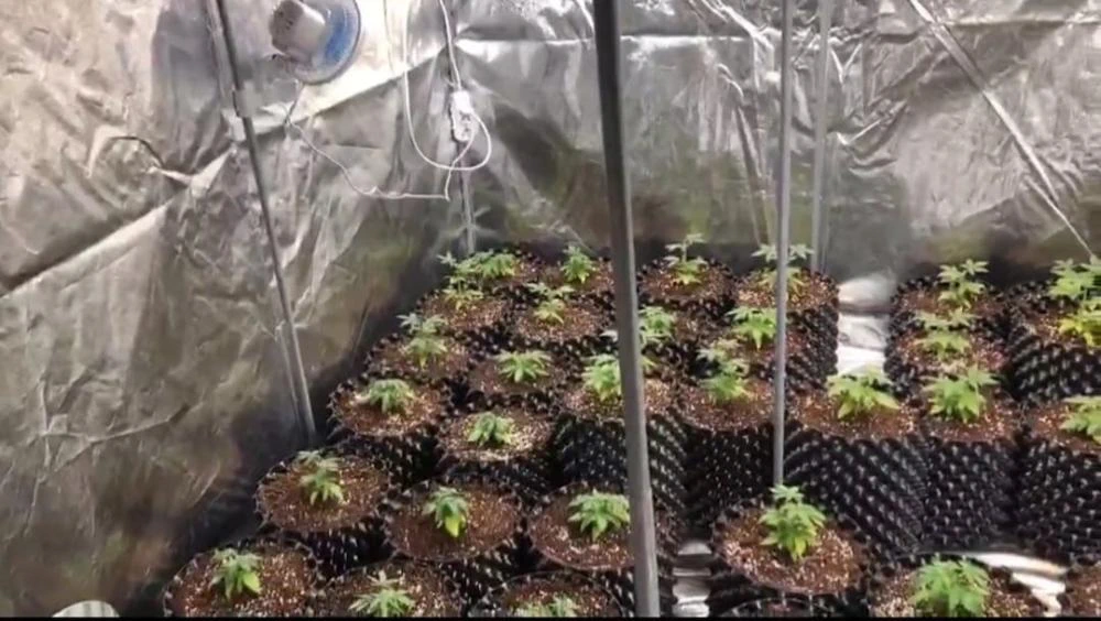 Adana İl Jandarma Dairede İklimlendirme yöntemi ile uyuşturucu  üretenlere baskın yaptı