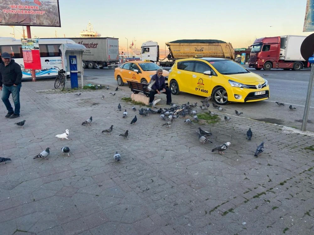 Gelibolu’da Taksi Durağının Müdavimleri olan Güvercinler imece usulüyle besleniyor