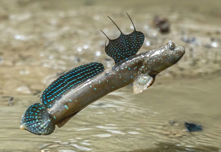 Karada Yaşamayı Başaran Balık: Çamur Zıpzıplarının Evrimsel Hikâyesi