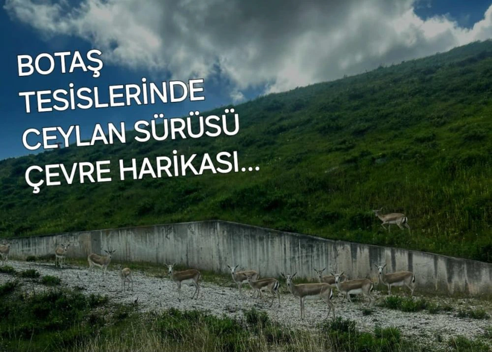 Ceyhan’daki BOTAŞ Tesisleri, 130 Ceylan ile Doğa Dostu Yaklaşımını Sürdürüyor