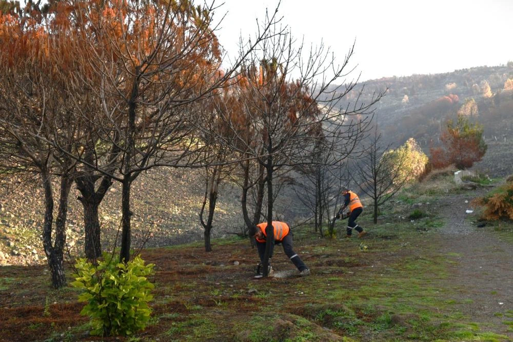 Çiğli Belediyesi Orman Yangınının İzlerini Silmek İçin Seferber Oldu