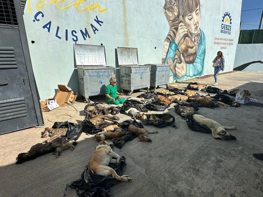 Hayvanseverler Haykırıyor: "Gebze Katliamı Soruşturulsun"