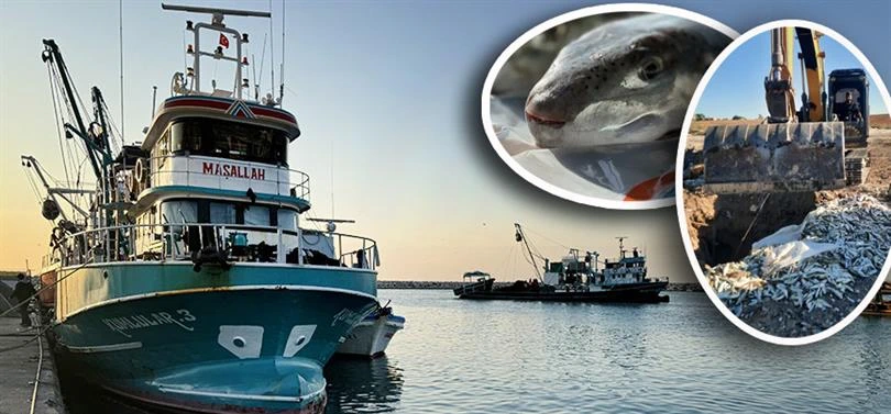 Doğu Akdeniz'de Destekle Balon Balığı Avcılığı Yaygınlaşıyor