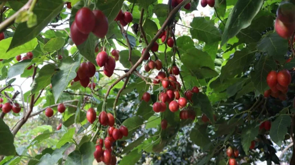 Rize’de Ağaç Domatesi Yoğun İlgi Görüyor