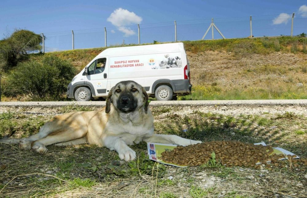 Büyükşehir, Sokak Canlılarına Yönelik Hizmet ve Desteği Artırarak Sürdürüyor