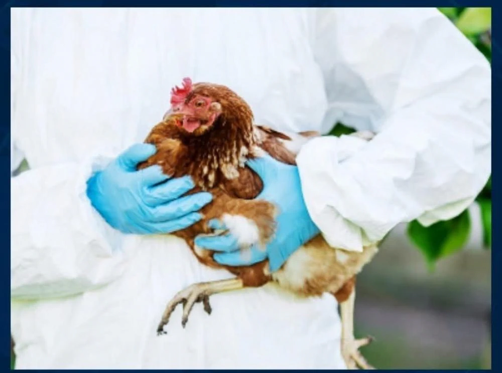 Hatay’da Kuş Gribi Alarmı! Paşaköy Mahallesi Karantinaya Alındı
