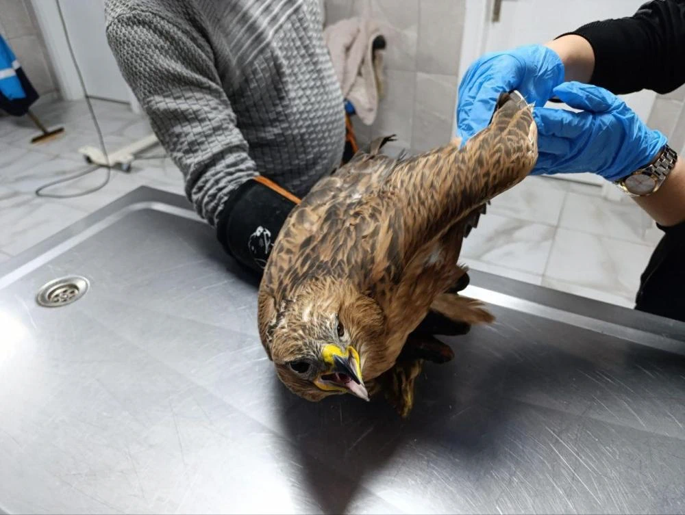 Adıyaman Belediyesi, Yaralı Şahini Hayata Döndürdü