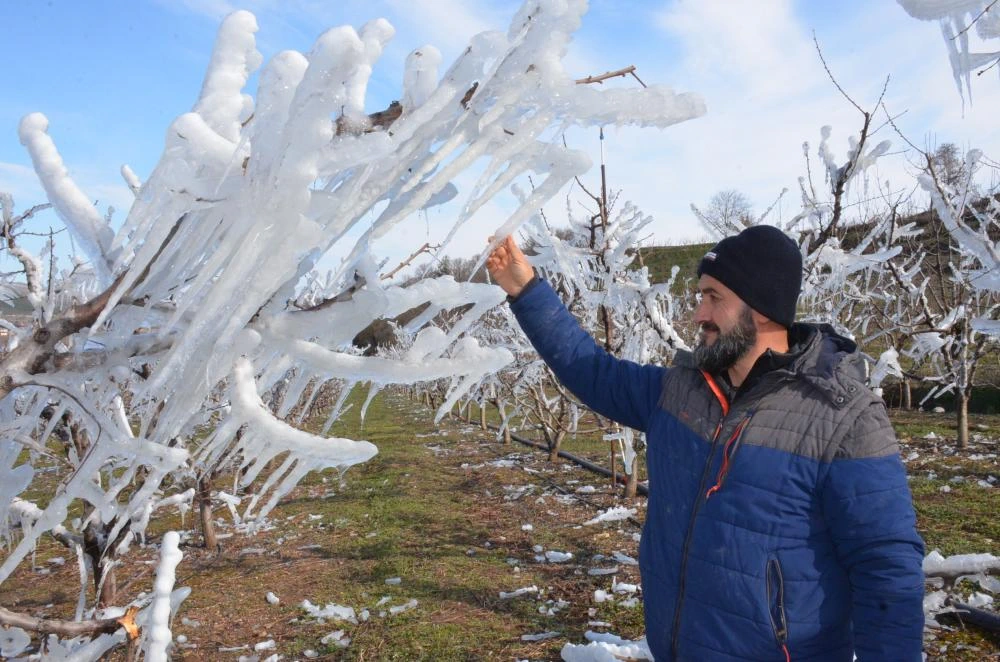 Taşovalı Çiftçi, Meyve Ağaçlarını Don Tehlikesine Karşı Koruyor