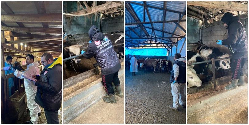 Rize’de Hastalıktan Ari İşletme Çalışmaları Hız Kesmeden Devam Ediyor