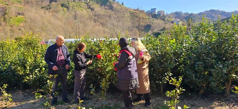Rize’de Kontrolsüz Fide ve Fidan Satışına Sıkı Denetim