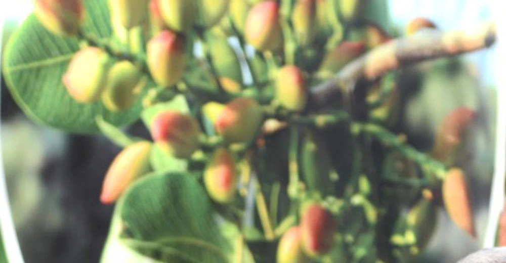 Beypazarı’nda 2 Bin Sakızlık Ağacına Antep Fıstığı Aşılanacak