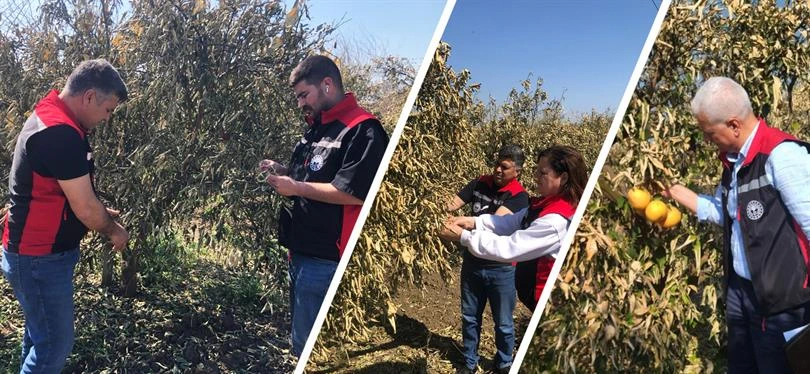 Tarım Yetkililerinden Çiftçilere Don Hasarı İçin "Bekle ve Gör" Uyarısı