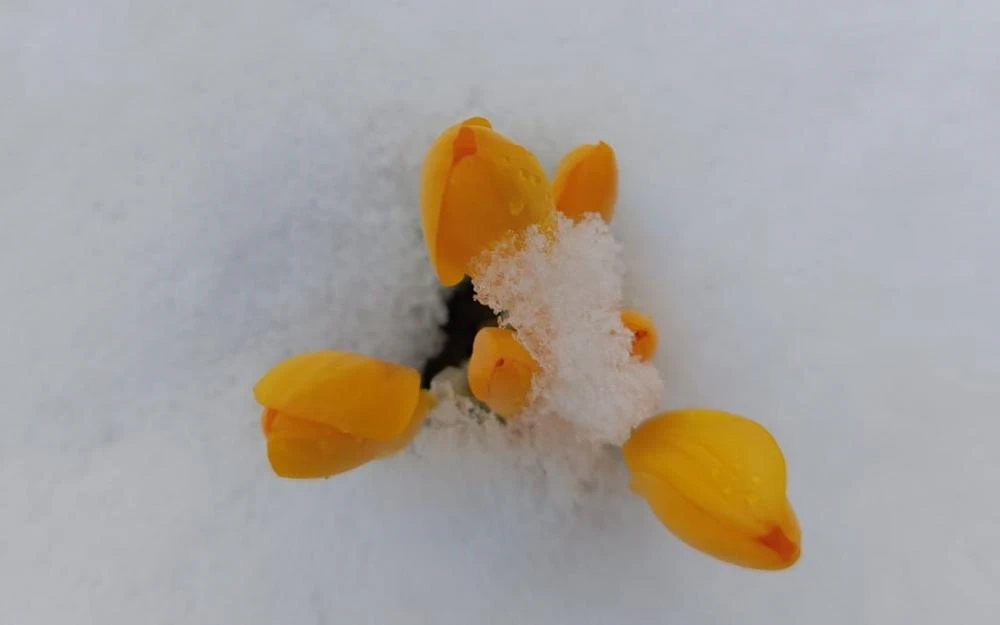 Beypazarı’nda Kar Yağışı: Yaylalar Beyaza Büründü