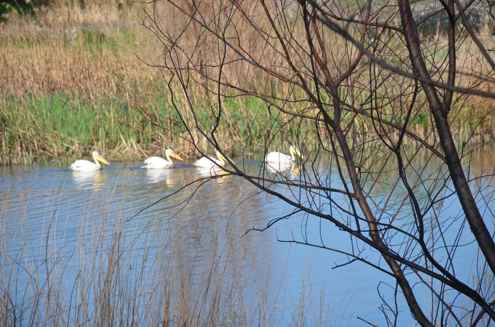 Doğa Taşova’da Canlandı: Pelikanlar Yeniden Semalarda
