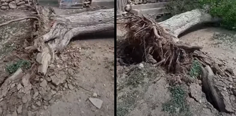 Şanlıurfa Akçakale’de Şiddetli Rüzgar Dev Ağacı Kökünden Söküp Devrirdi