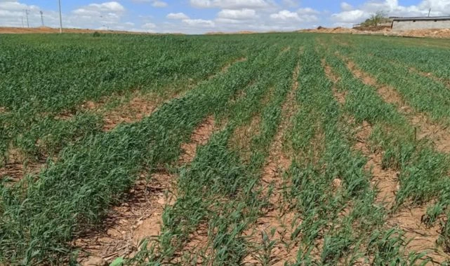 Suruç'ta Sulama Krizi Çiftçiler Suyun Bırakılmasını Bekliyor