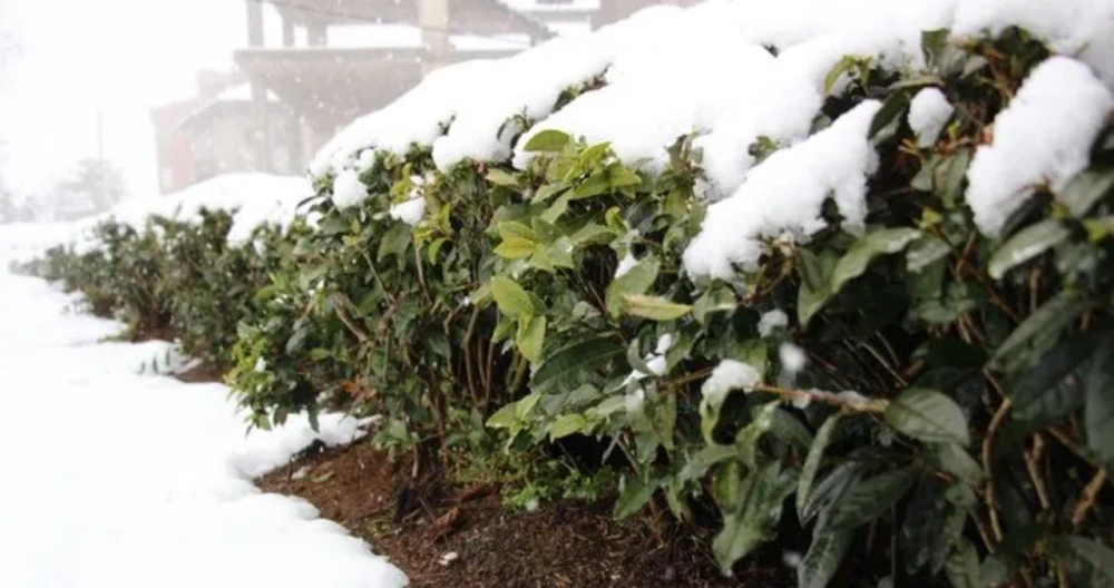 Rize’den 3 Ayda 670 Ton Çay İhracatı: Türk Çayı Dünya Yolculuğunda
