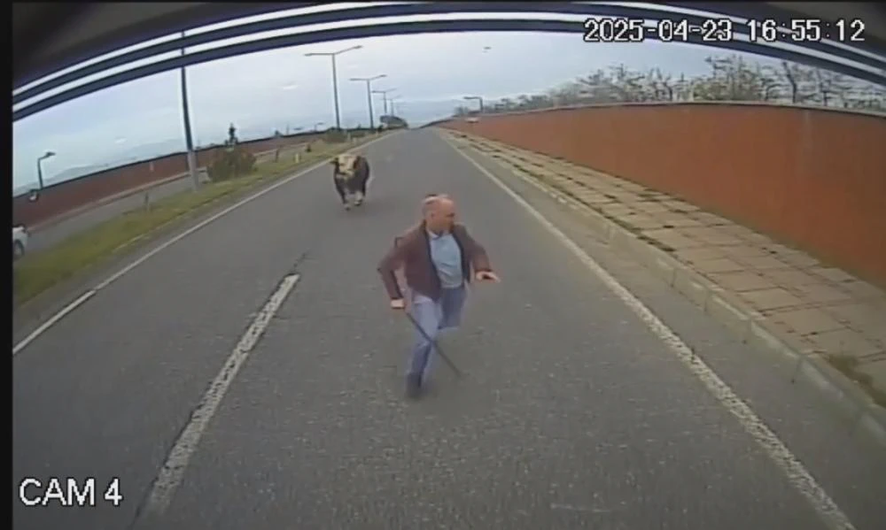 Bingöl’de Otobüs Şoförü, Yola Çıkan İneğin Saldırısına Uğradı