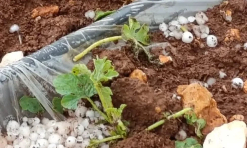 Adıyaman’da Dolu Yağışı Tarım Arazilerine Zarar Verdi