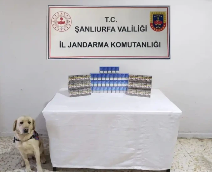 Şanlıurfa'da Jandarma Kaçakçılara Göz Açtırmadı