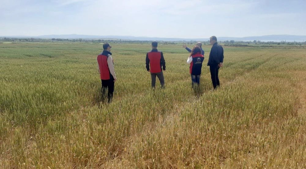 Gelibolu'da Kuraklık Alarmı: Hububat Tarlalarında Büyük Kayıp, Üretici Kara Kara Düşünüyor