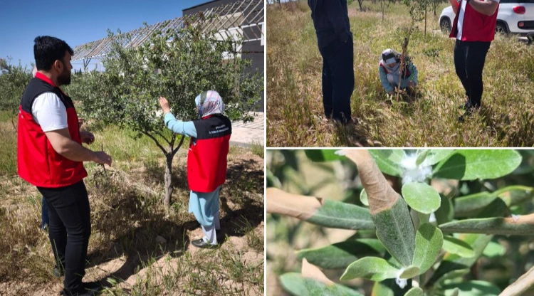 Şanlıurfa'da Fıstık ve Zeytin Bahçelerinde Tehdit Büyüyor!