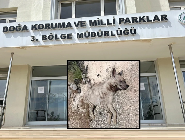 Suruç'ta Nesli Tehlike Altındaki Çizgili Sırtlan Ölü Bulundu