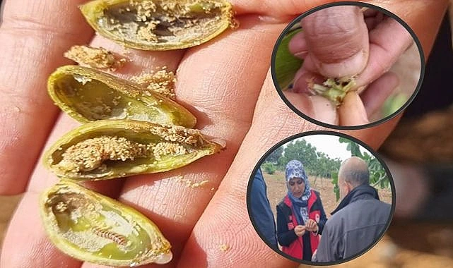 Şanlıurfa'da "Alo Ziraat Doktorum" Fıstık Bahçesinde Zararlı Tespiti Yaptı