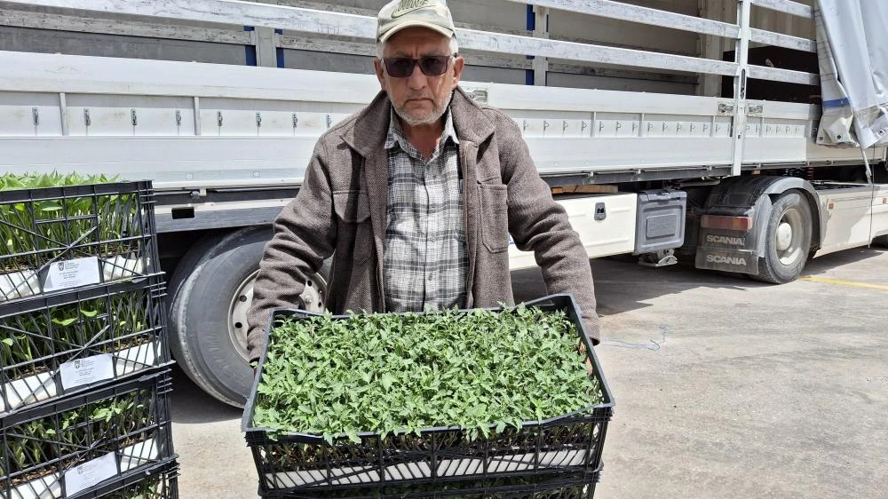 Ankara Büyükşehir belediyesi, Beypazarı'nda çiftçiye yarım milyona yakın fide desteği sağladı