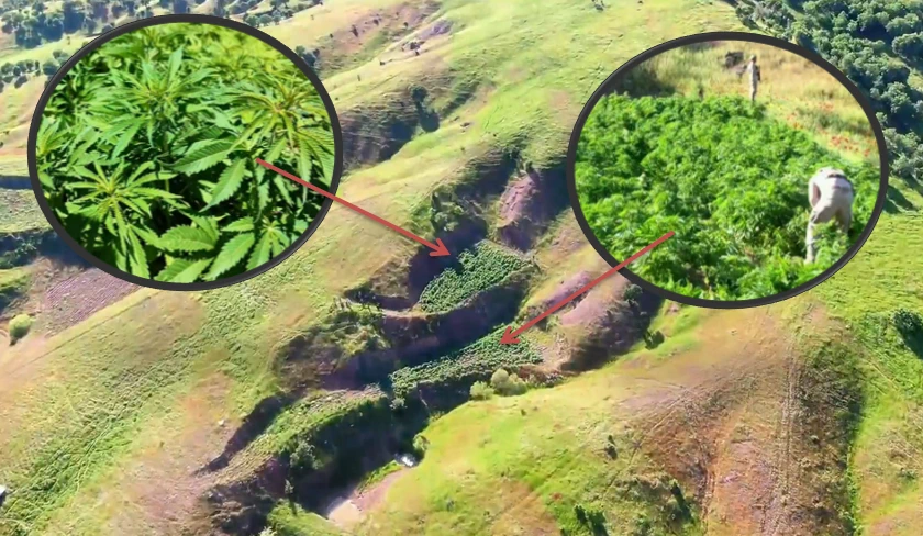 Diyarbakır'da Uyuşturucuya Ağır Darbe! 7,5 Milyon Kök Kenevir Ele Geçirildi