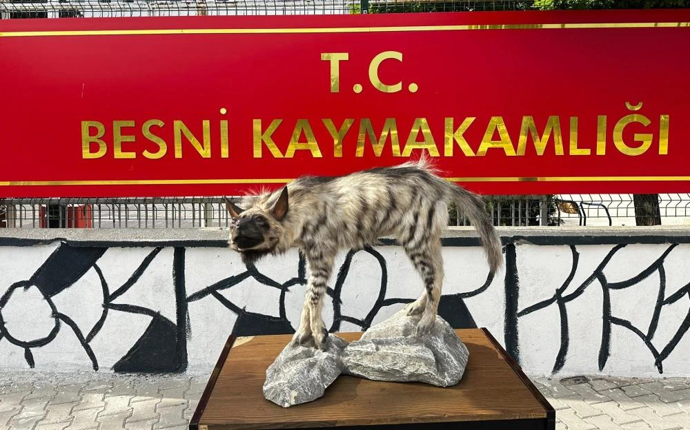 Çizgili Sırtlan Doğduğu Topraklara Döndü: Besni’de Sırtlan Müzesi Kuruluyor