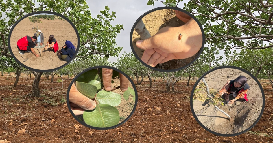 Şanlıurfa'da Antepfıstığı Bahçelerinde Zararlı Tespiti ve Üreticiye Teknik Destek!