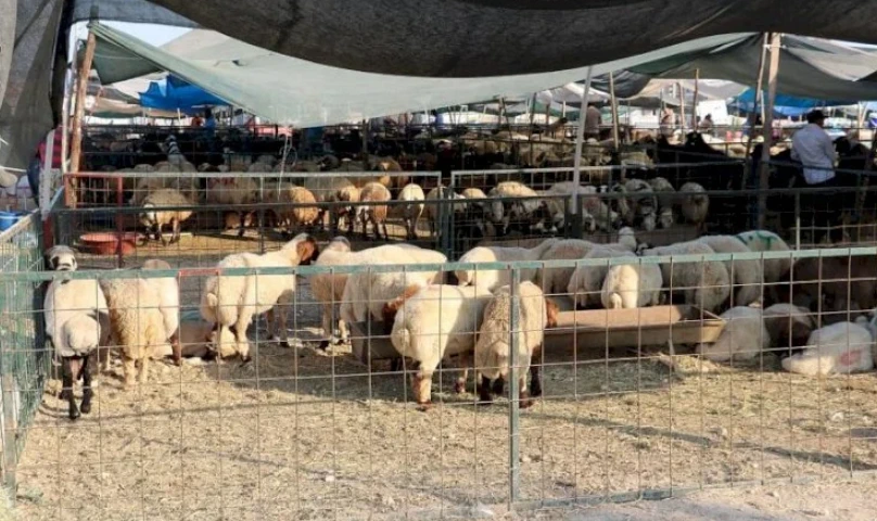 Şanlıurfa Kurban Bayramına Hazır! Satış ve Kesim Noktaları Açıklandı