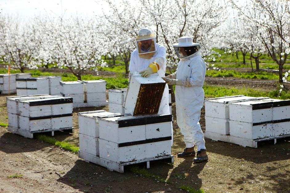 Çukurca'da Arı Yetiştiriciliği Eğitimi Verilecek