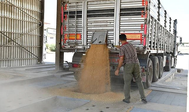 Şanlıurfa'da Hasat Başladı, Emeğin Bedeli Tartışma Yarattı!