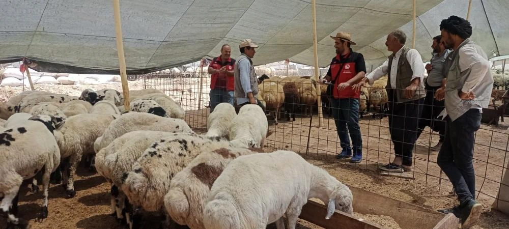Kurban Bayramı Öncesi Şanlıurfa'da Kurban Pazarlarına Yakın Takip