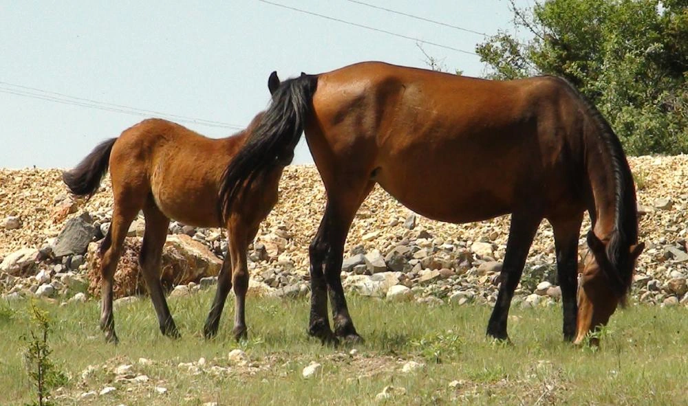 Kışın ardından nihayet Yılkı atları tayları ile birlikte görüntülendi