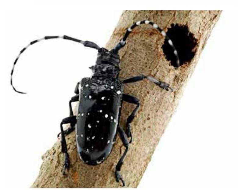 Rize\'de Turunçgil Uzun Antenli Böceği İle Mücadele Tüm Hızıyla Sürüyor