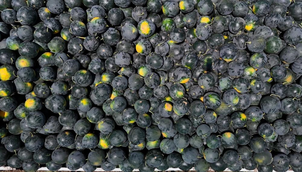 Adana’da Karpuz Fiyatı Dibe Vurdu: Kilosu 2,5 Lira, Nakliyesi 3,5 Lira!