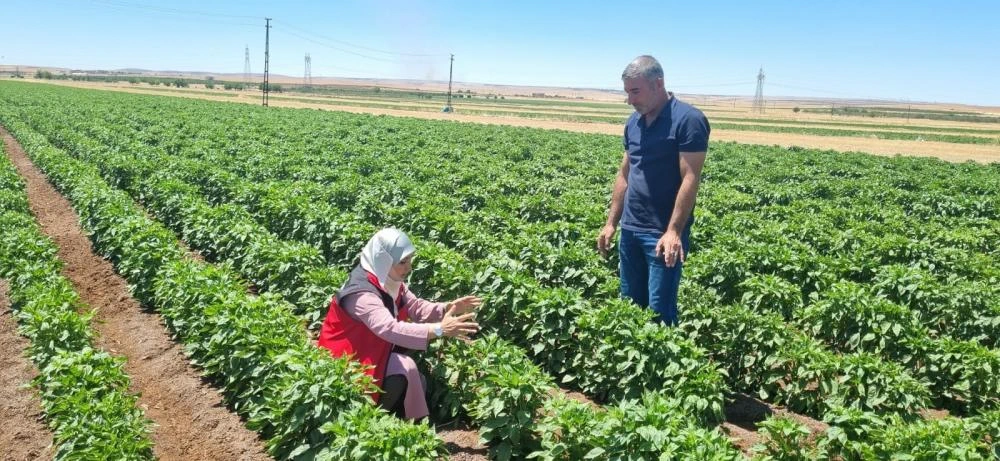 Şanlıurfa\'da Üreticilere Zirai Uyarı! Toprak Dengeyi Kaybediyor