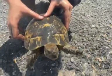 KAYSERİ İTFAİYESİ, YANGINDA MAHSUR KALAN KAPLUMBAĞAYI KURTARDI