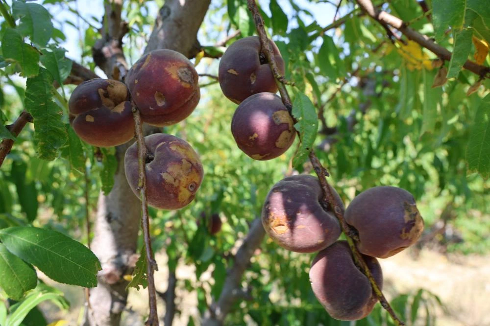 Adana’da Şeftali Hasadı Başladı: Don Vuran Bahçelerde Rekolte Dibe Vurdu
