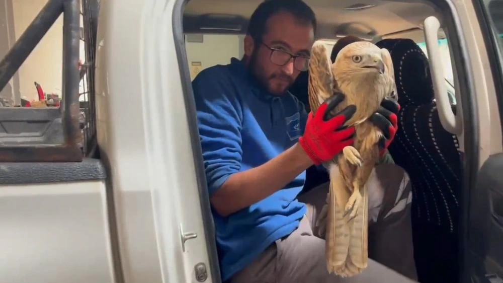 ERCİYES A.Ş.’NİN DUYARLI EKİPLERİ, ERCİYES’TE YARALI ŞAHİNİ KURTARDI