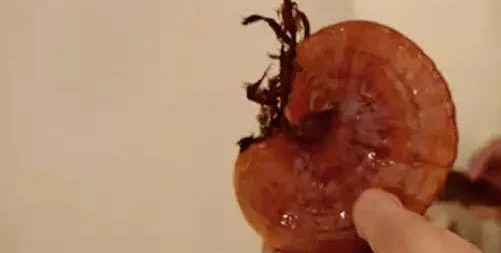 Cezaevinde “Kırmızı Reishi” Mantarını Yetiştirdiler