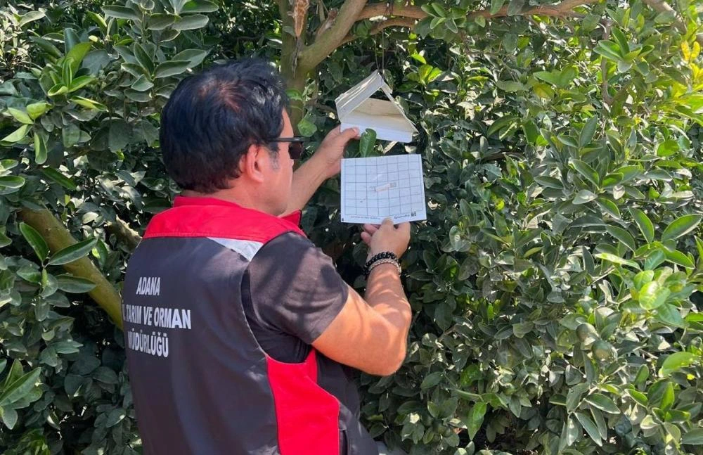 Adana Tarım Müdürlüğü, Akdeniz Meyve Sineğine karşı sahada