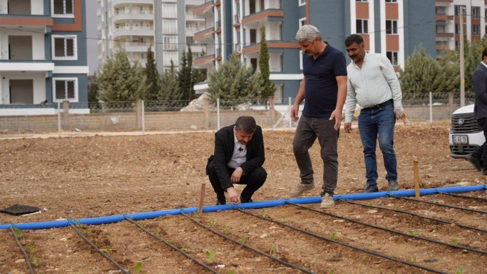 Adıyaman Belediyesi sebze üretimine başladı