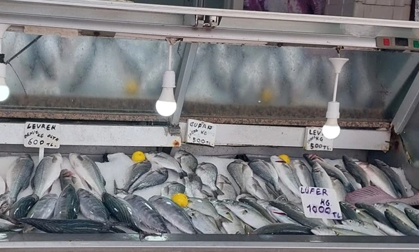 Gelibolu’da Lüfer El Yakıyor, Palamut Tahta Göz Dikti