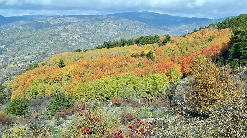 Beypazarı yaylalarında renk Cümbüşü yaşanıyor:
