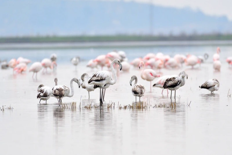 EDİRNE GALA GÖLÜ İÇİN TEHLİKE ÇANLARI